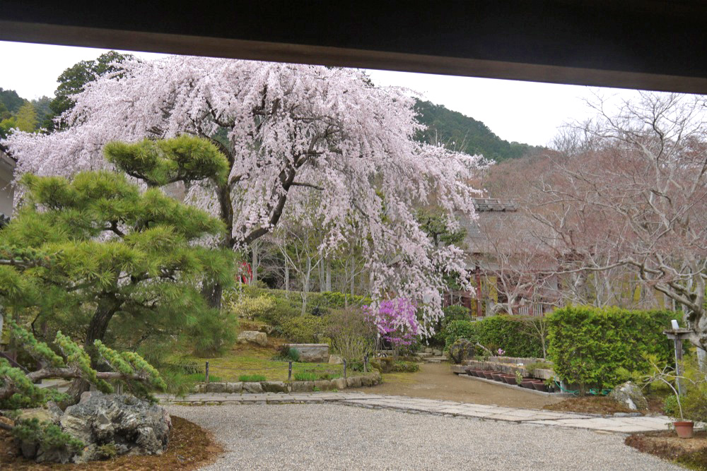 常寂光寺の桜