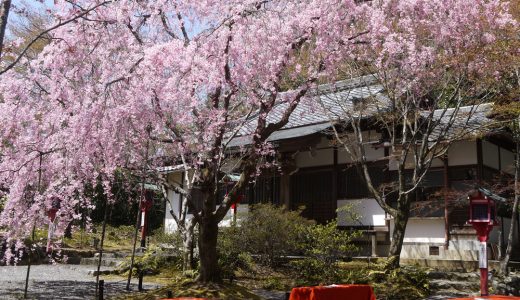 常照寺の桜