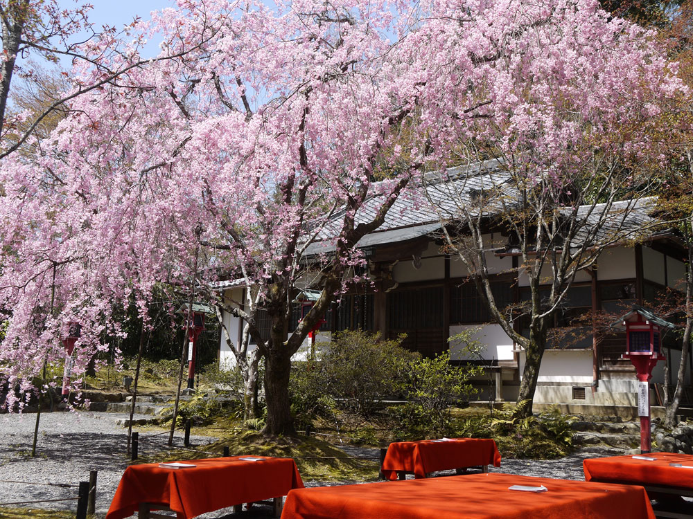 常照寺の桜