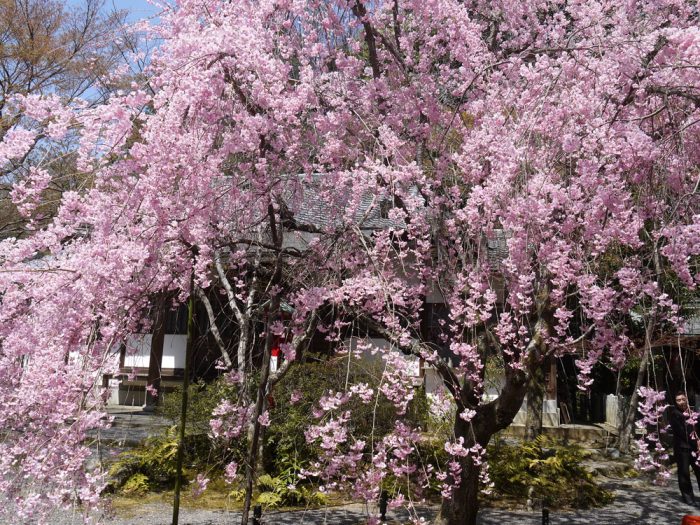 常照寺の桜