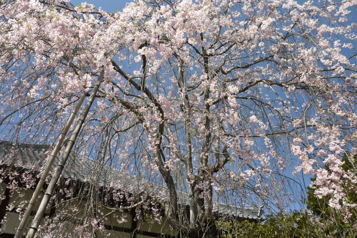 常照寺の桜