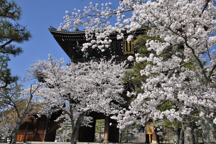 金戒光明寺の桜