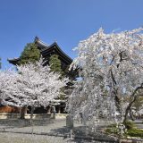 金戒光明寺の桜