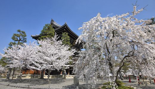 金戒光明寺の桜