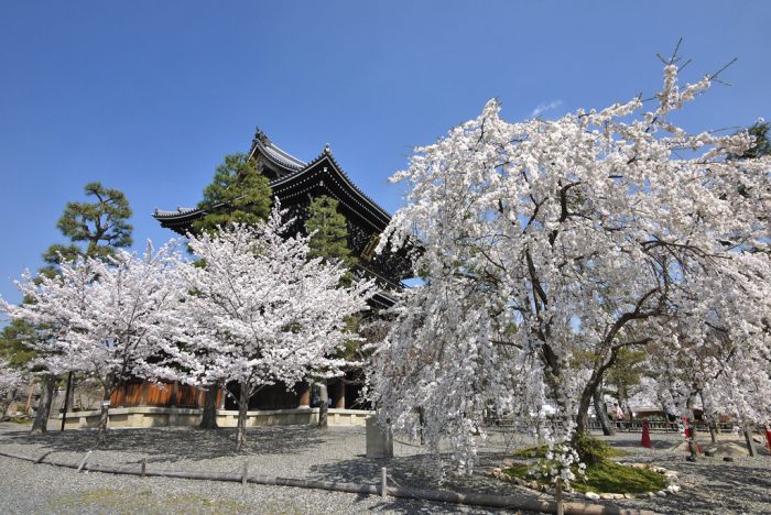 金戒光明寺の桜