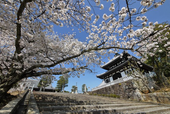 金戒光明寺の桜