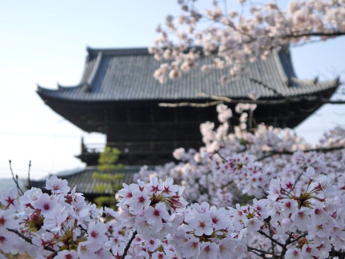 金戒光明寺の桜