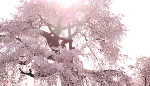 円山公園の桜