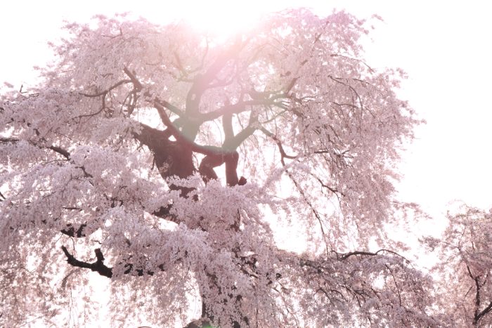 【舞妓円山花見夜桜図】小松華影 711 円山公園垂れ桜　京都　掛け軸　肉筆 舞妓円山花見夜桜】小松華影 711 円山公園垂れ桜 京都 掛け軸