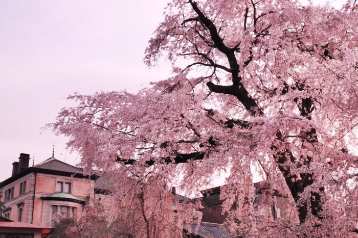 円山公園の桜