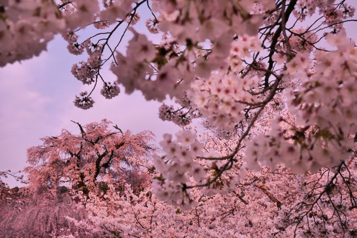 円山公園の桜