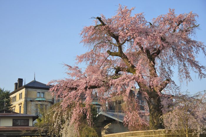 円山公園の桜