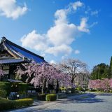 妙満寺の桜