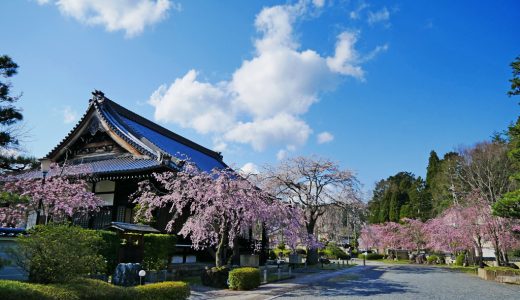 妙満寺の桜