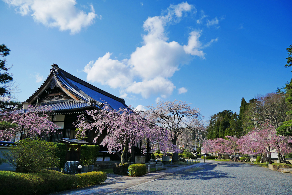 妙満寺の桜