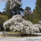 大原野神社の千眼桜