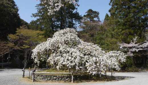 大原野神社の千眼桜