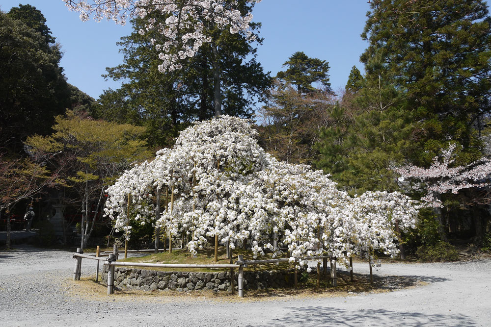 大原野神社の千眼桜