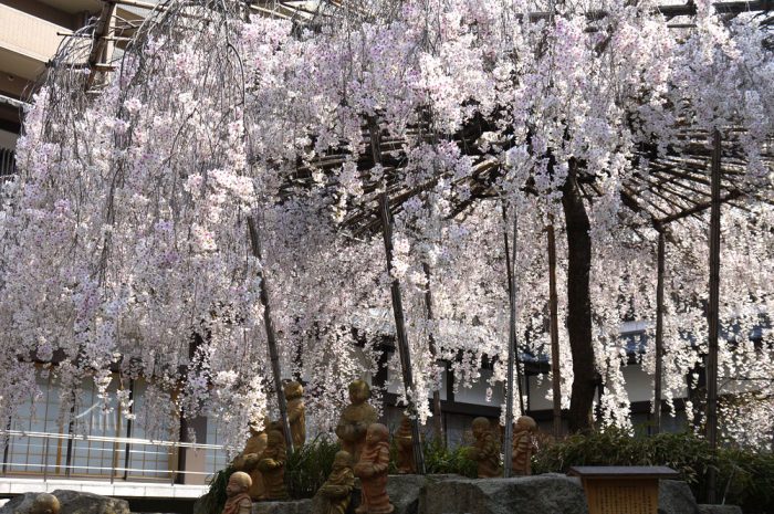 六角堂の御幸桜