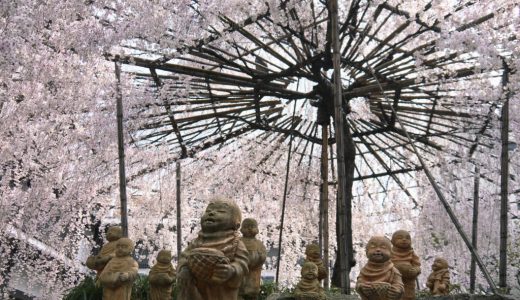 六角堂の御幸桜