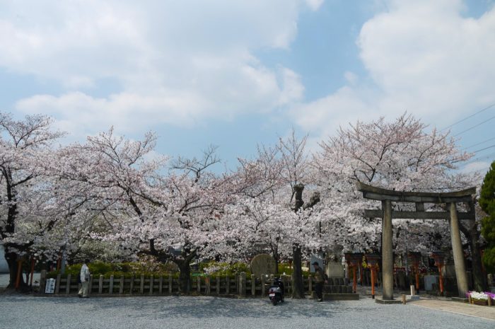 六孫王神社の桜