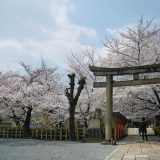 六孫王神社の桜