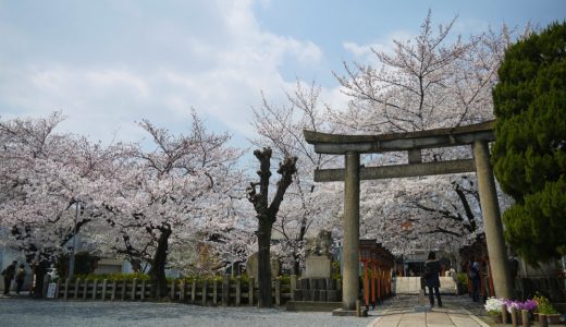 六孫王神社の桜