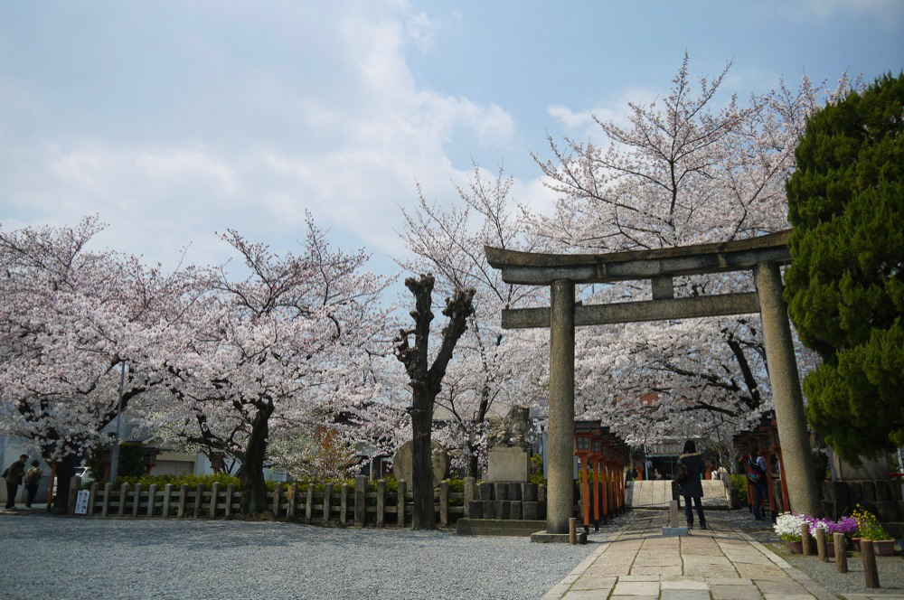 六孫王神社の桜