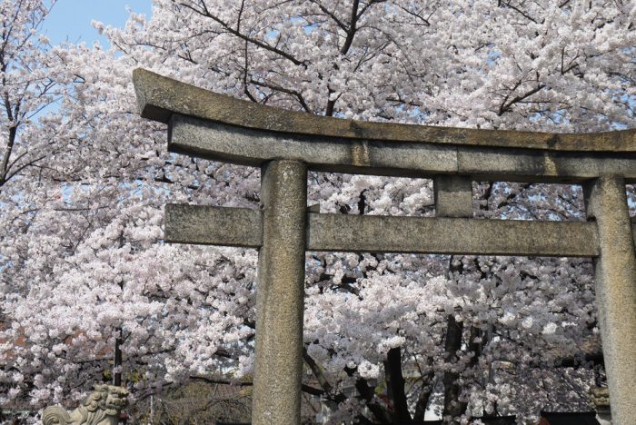 六孫王神社の桜