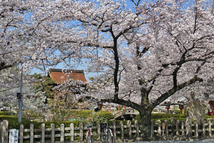 六孫王神社の桜