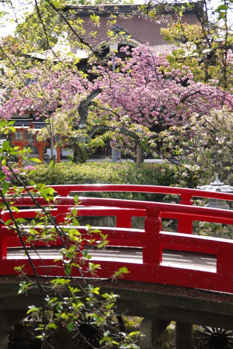 六孫王神社の桜