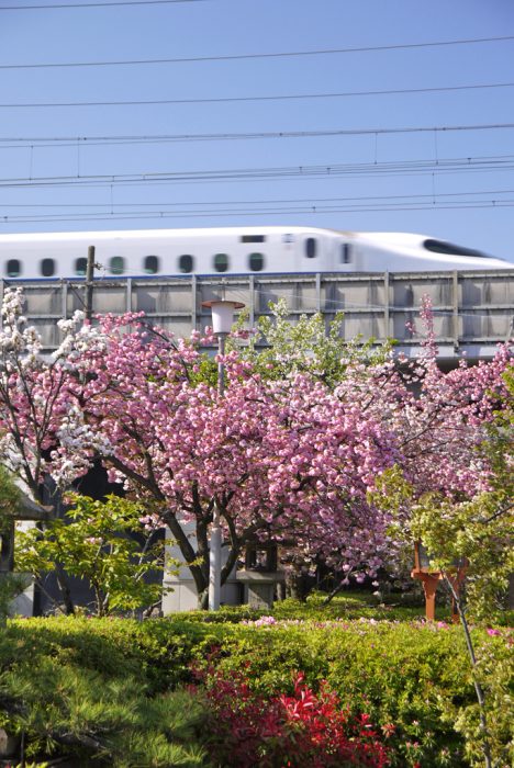 六孫王神社の桜と新幹線