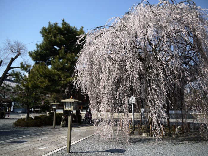 千本釈迦堂の桜