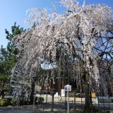 千本釈迦堂の桜