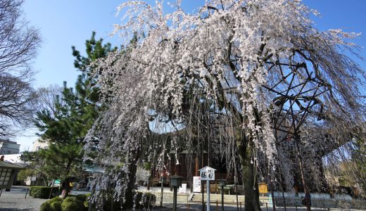 千本釈迦堂の桜