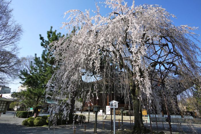 千本釈迦堂の桜