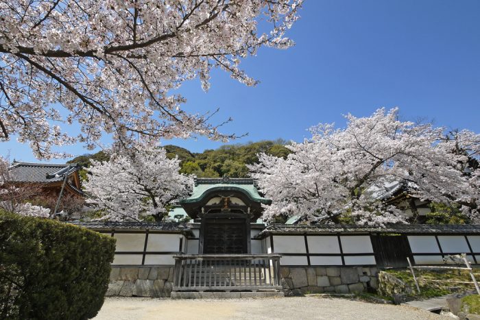 正法寺の桜