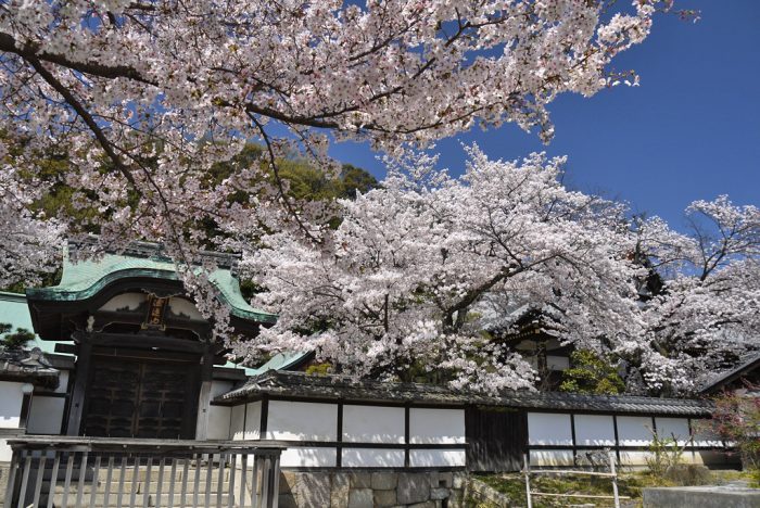 正法寺の桜