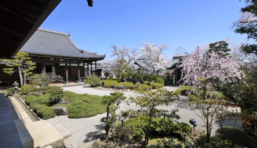 正法寺の桜