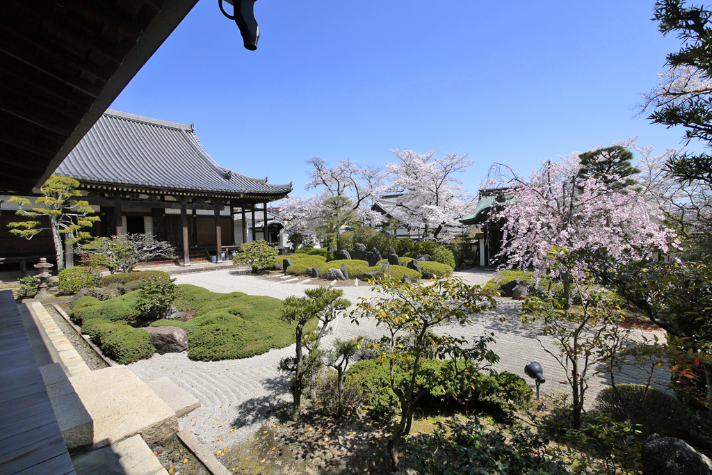 正法寺の桜