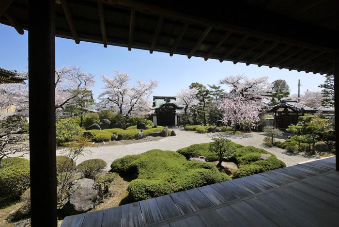 正法寺の桜