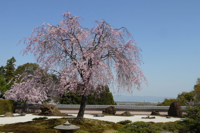 正法寺の桜