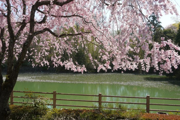 正法寺の桜