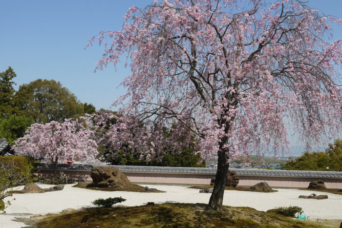 正法寺の桜