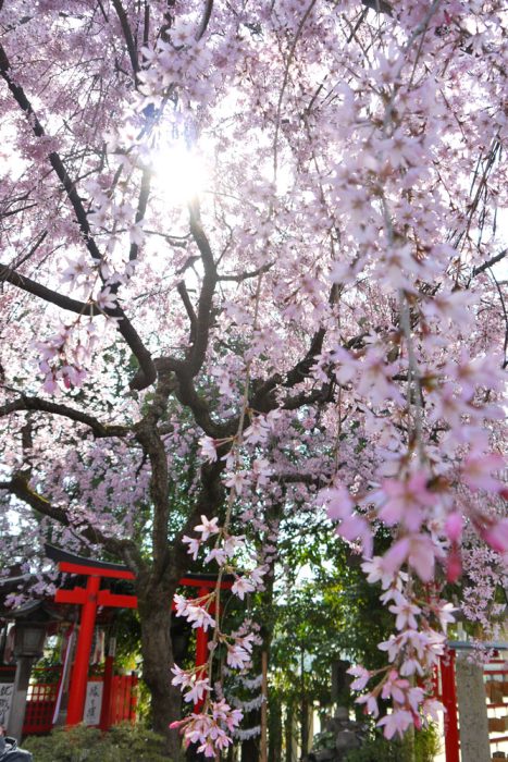 水火天満宮の桜