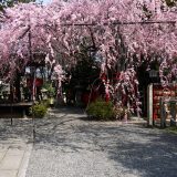 水火天満宮の桜