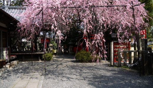 水火天満宮の桜