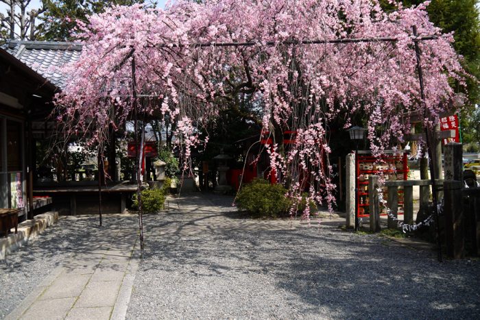 水火天満宮の桜