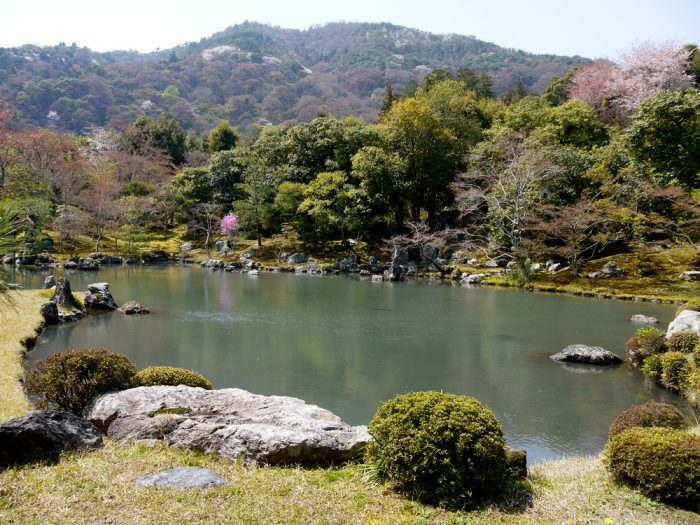 天龍寺の桜