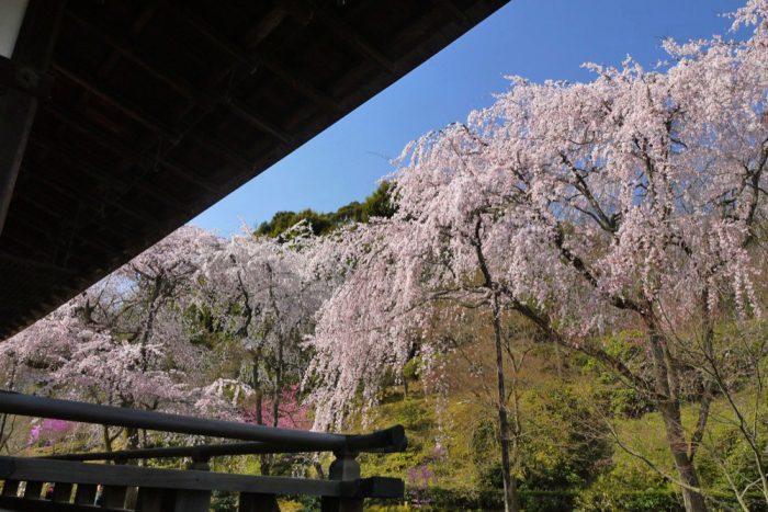 天龍寺の桜